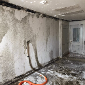 home improvement news for Mold Remediation 